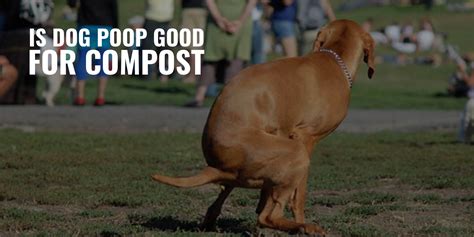 dog poop good fertilizer|does lime dissolve dog poop.